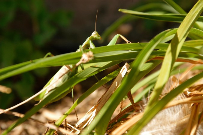 Praying Mantis
